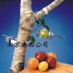 果实树木生长测量仪