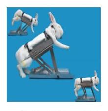 多功能兔固定架