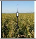 作物株高测量仪  型号:DFHB-409568 库号：D409568