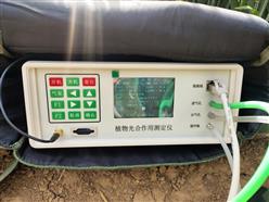 植物光合作用测定仪 型号:D330756 库号：330756