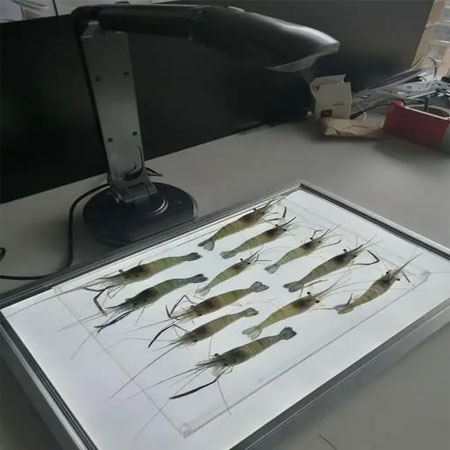 JCB型鱼虾苗自动测量分析仪/鱼虾苗自动考种仪