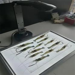 JCB型鱼虾苗自动测量分析仪/鱼虾苗自动考种仪