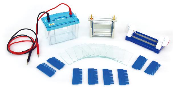 双板垂直电泳仪 型号:KM1-DYCZ-24DH库号：M284644