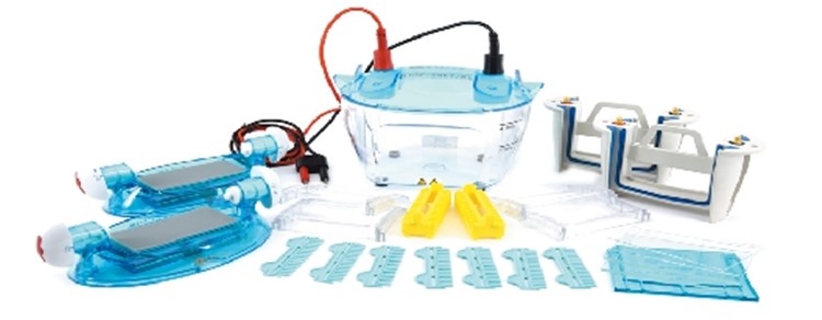 四板垂直电泳仪 型号:BSG-DYCZ-24KF