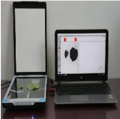 叶面积测量仪  型号:LB066/ZXYM-D库号：M391182