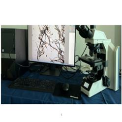 纸浆纤维粗度测定仪 型号:ZZ21-ZYWY-7库号：M56186